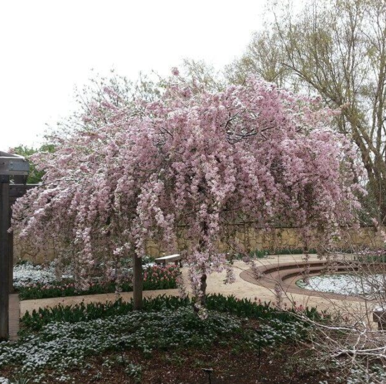 Red Jade Crabapple | Malus 'Red Jade'