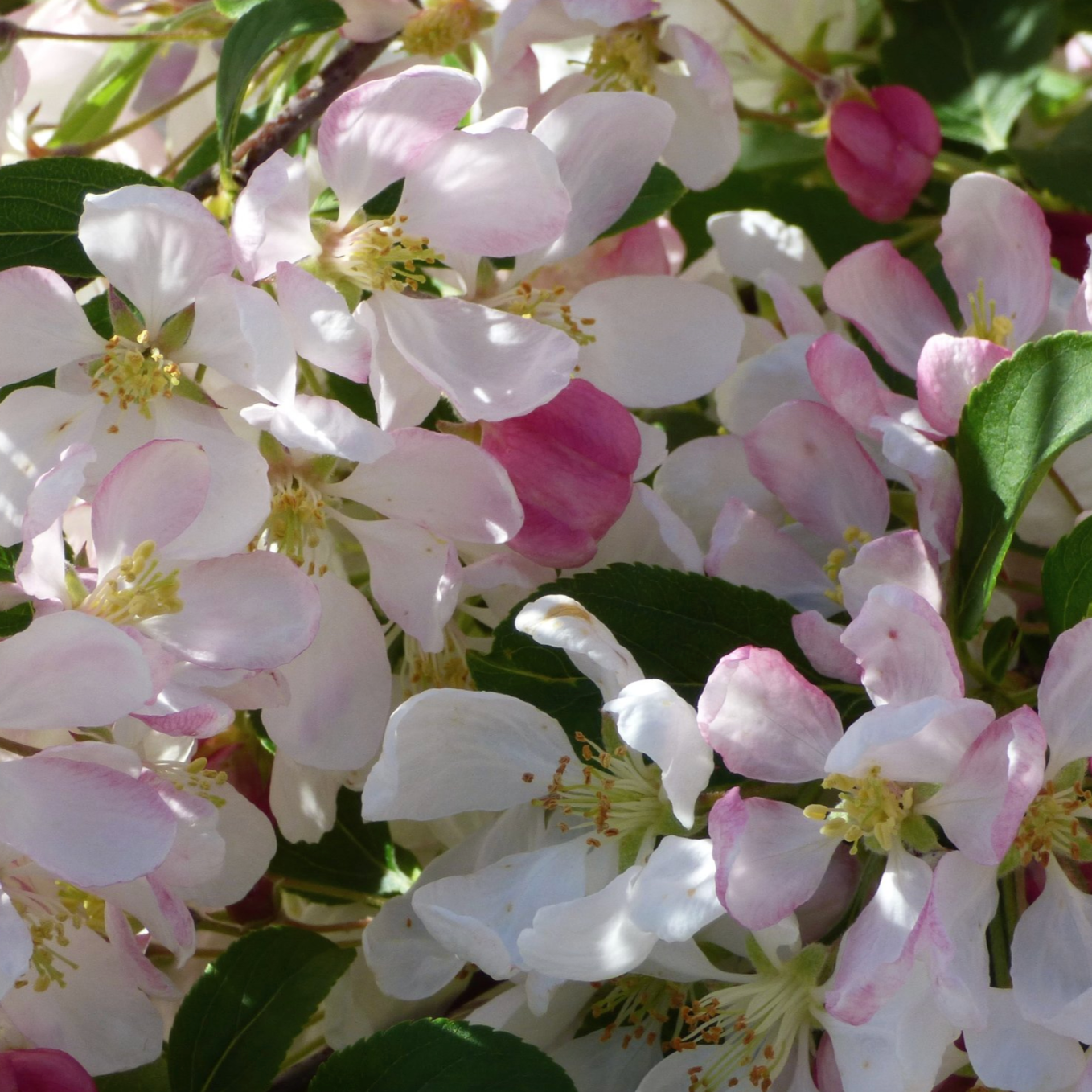 Red Jade Crabapple | Malus 'Red Jade'