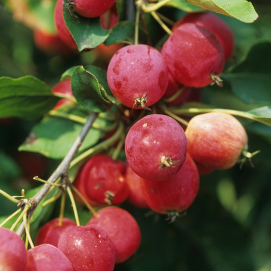Dolgo Crabapple | Malus 'Dolgo'