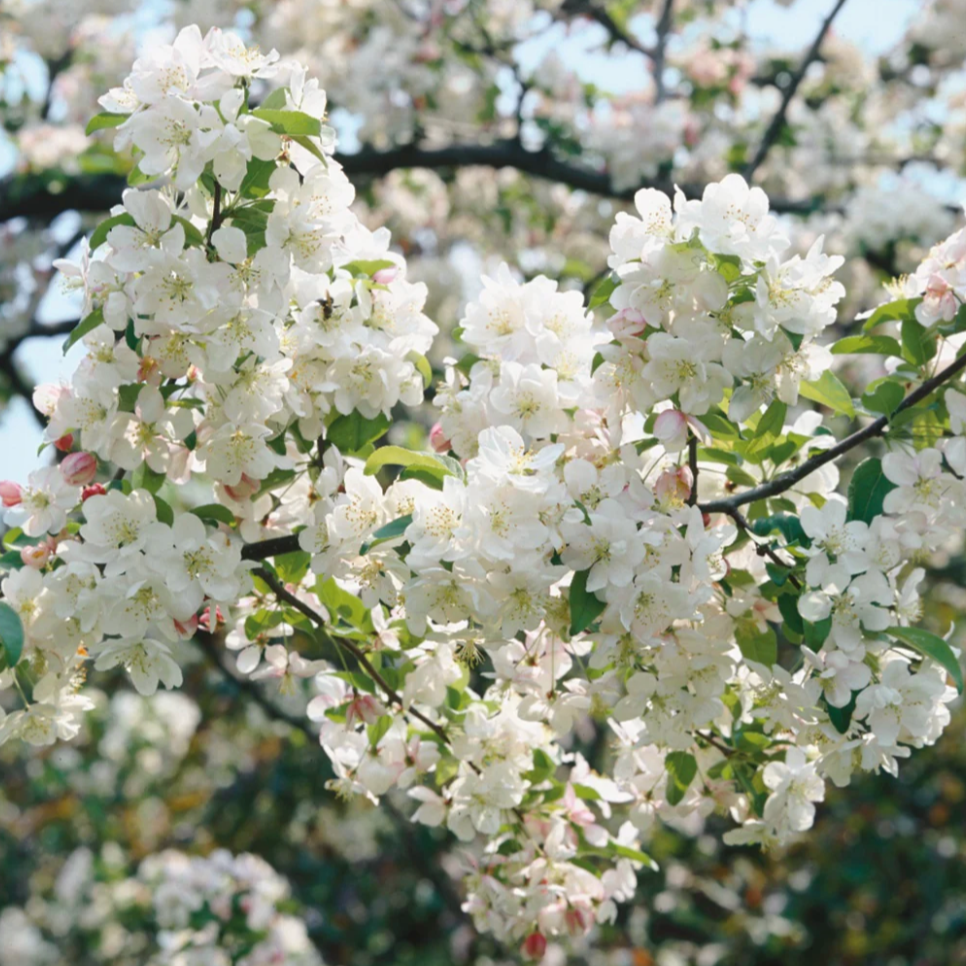 Dolgo Crabapple | Malus 'Dolgo'