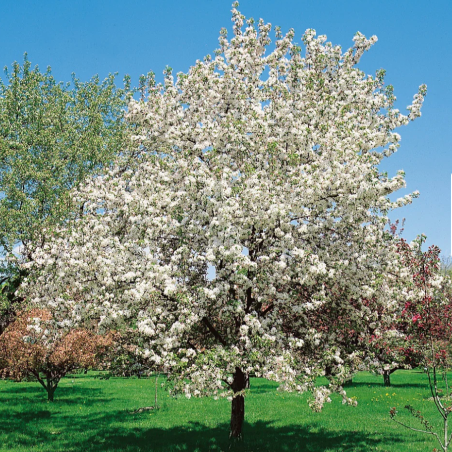 Dolgo Crabapple | Malus 'Dolgo'