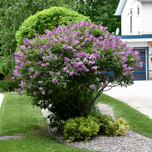 Donald Wyman Lilac | Syringa x prestoniae