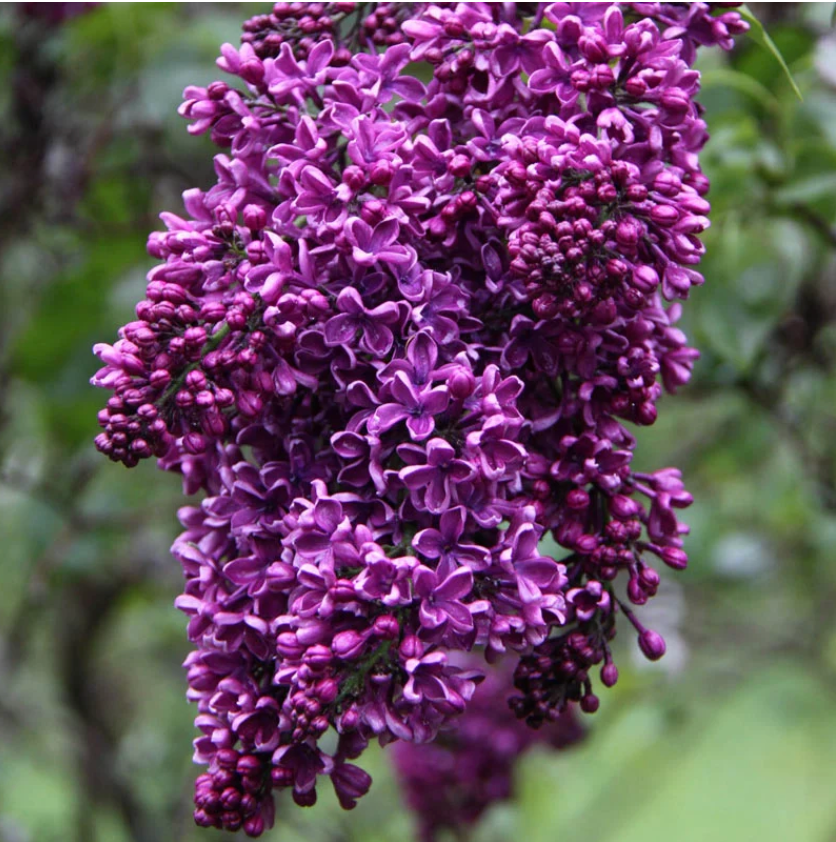 Albert F. Holden Lilac | Syringa vulgaris