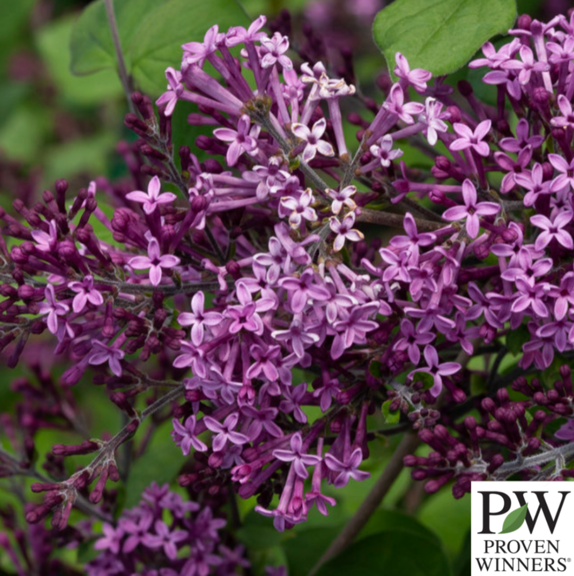 Bloomerang Dark Purple Reblooming Lilac Tree | Syringa