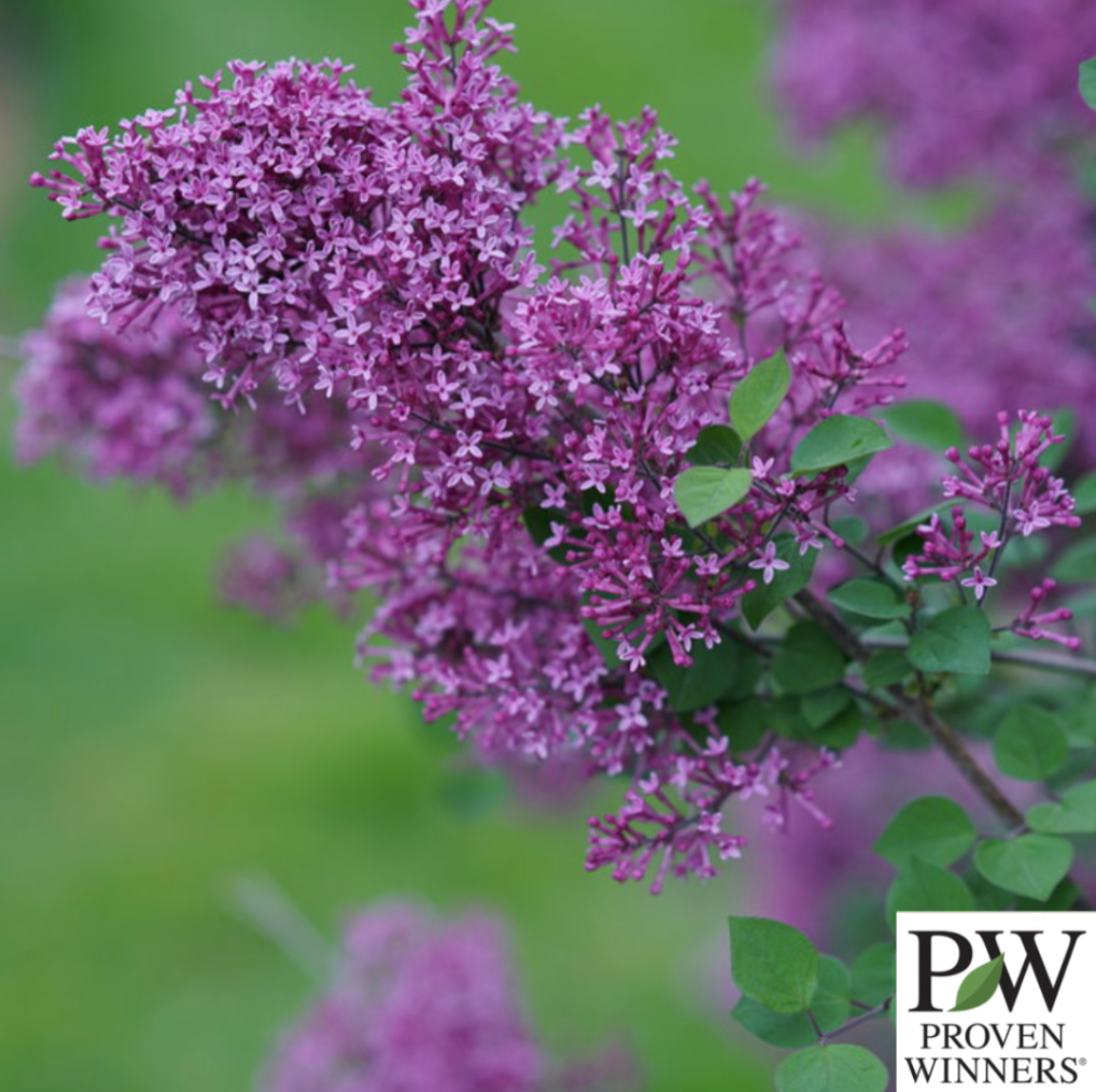 Bloomerang Dark Purple Reblooming Lilac Tree | Syringa