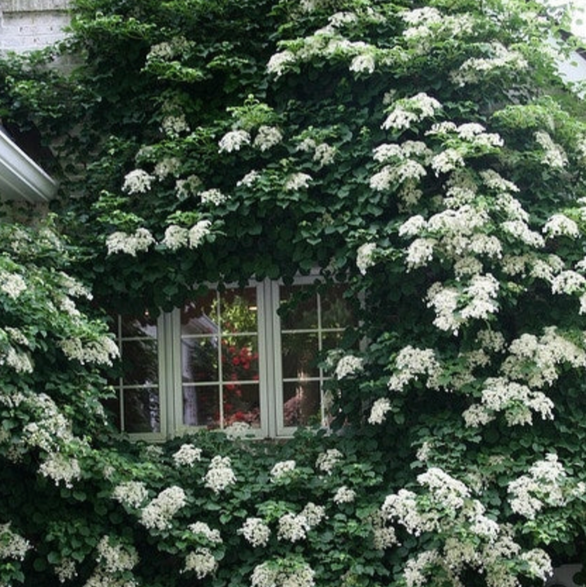 Climbing Hydrangea | Hydrangea anomala subsp. petiolaris