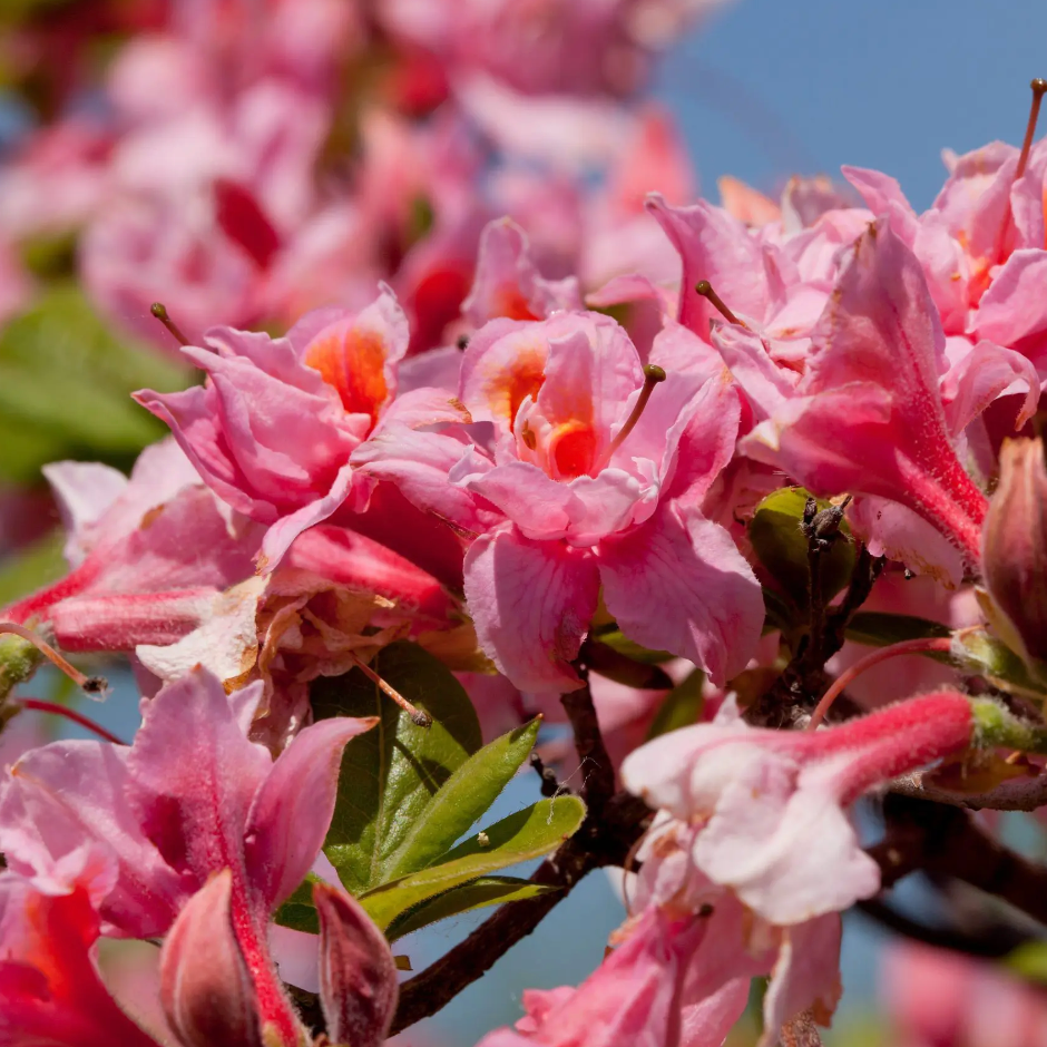 Electric Lights™ Double Pink Azalea | Rhododendron 'UMNAZ 493'