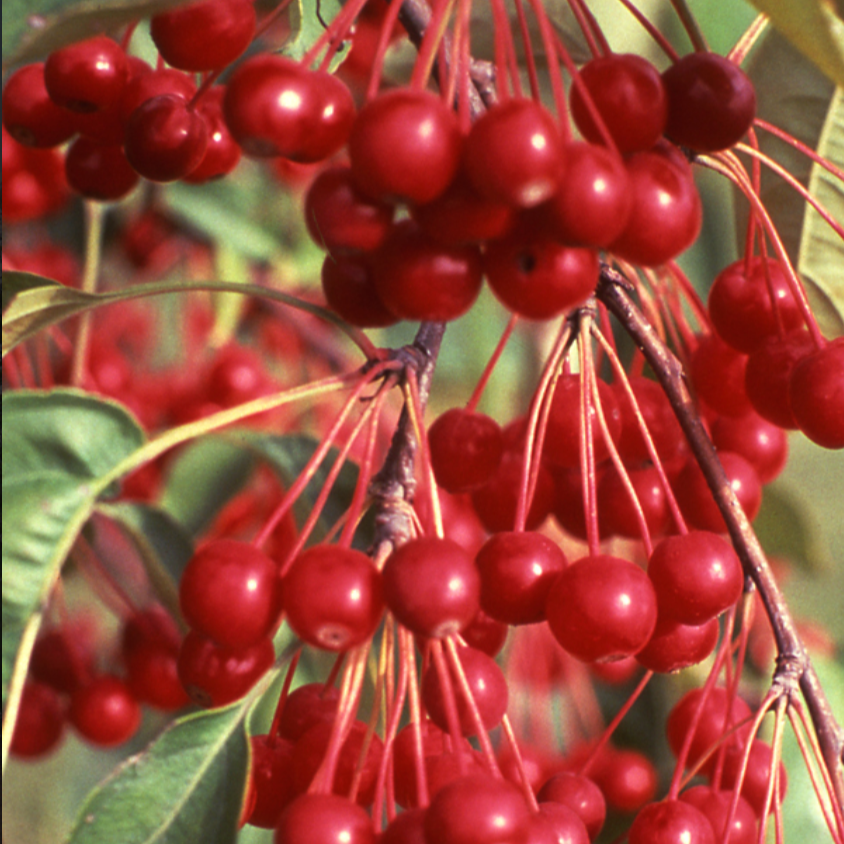 Donald Wyman Crabapple | Malus 'Donald Wyman'