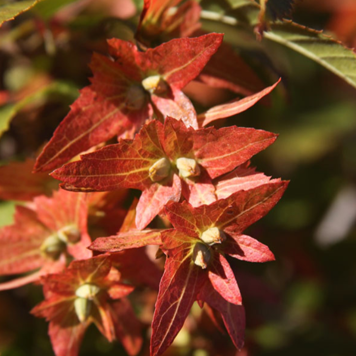 'Fire King' Musclewood | Carpinus caroliniana