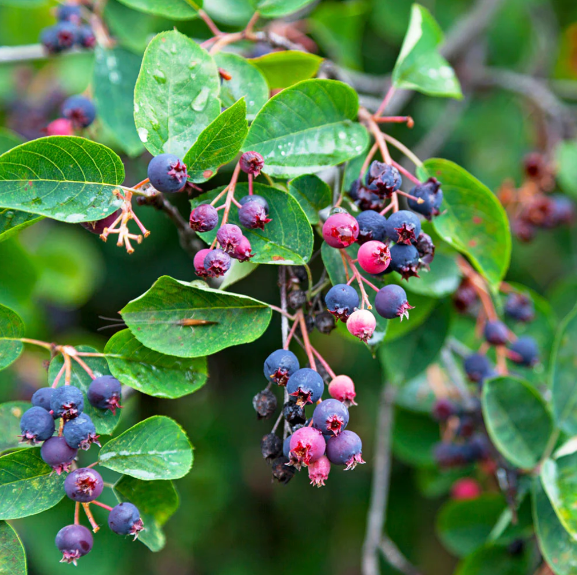 Autumn Brilliance Serviceberry | Amelanchier x grandiflora