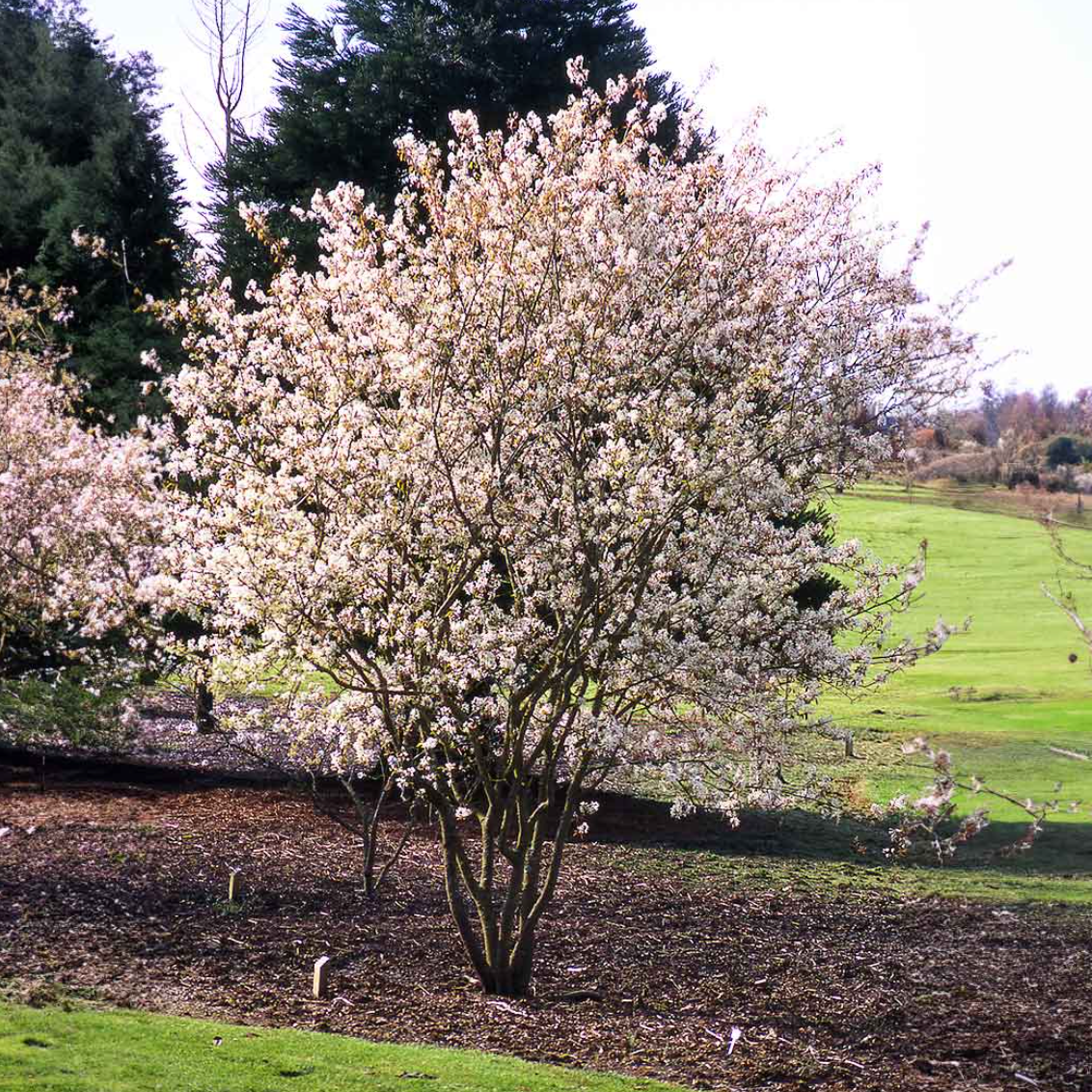 Autumn Brilliance Serviceberry | Amelanchier x grandiflora