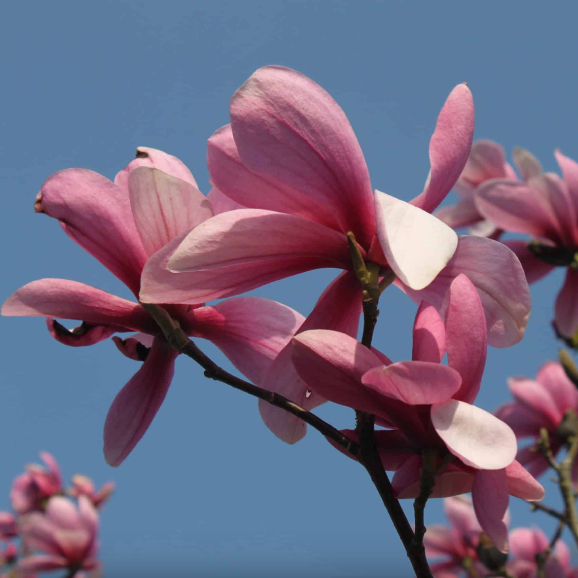 Galaxy Magnolia | Magnolia x 'Galaxy'