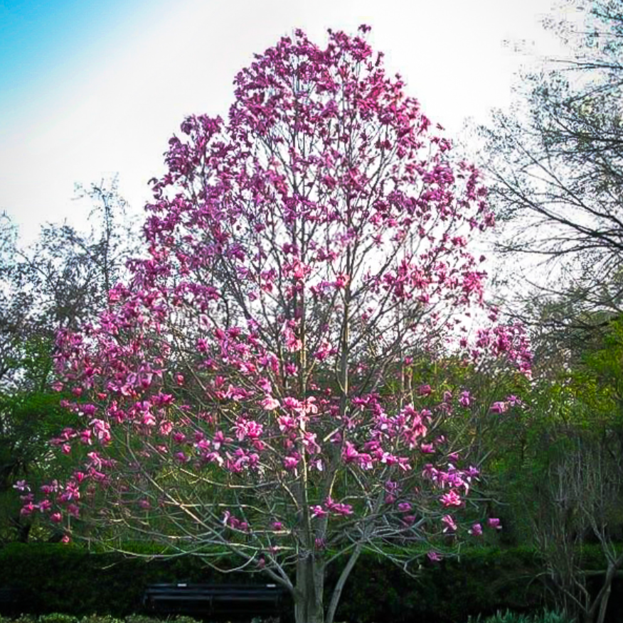 Galaxy Magnolia | Magnolia x 'Galaxy'