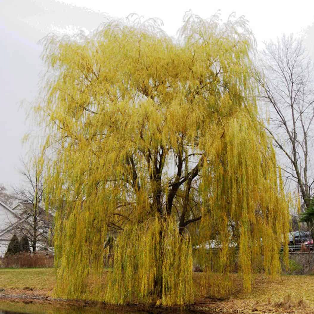 Prairie Cascade Willow | Salix 'Prairie Cascade'