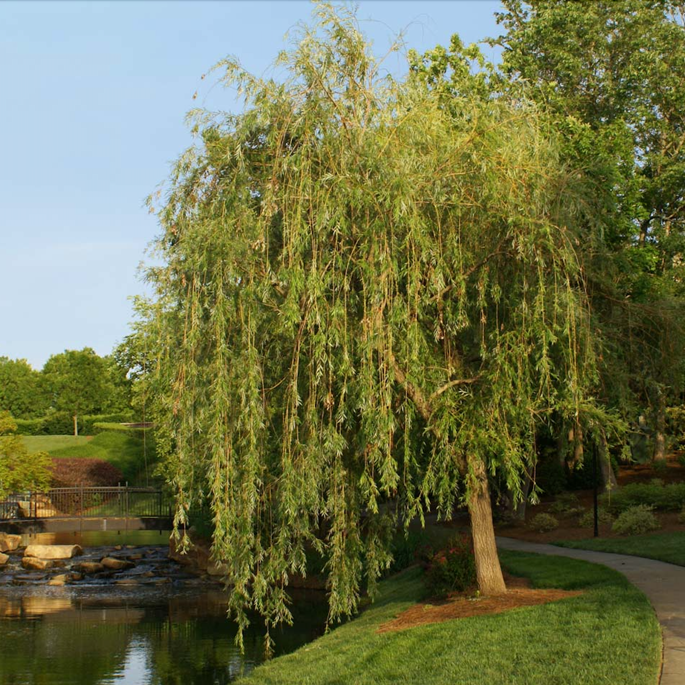 Prairie Cascade Willow | Salix 'Prairie Cascade'
