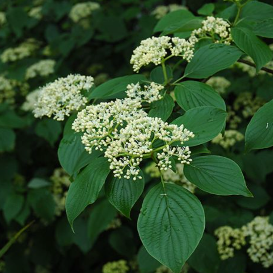 Pagoda Dogwood | Cornus alternifolia