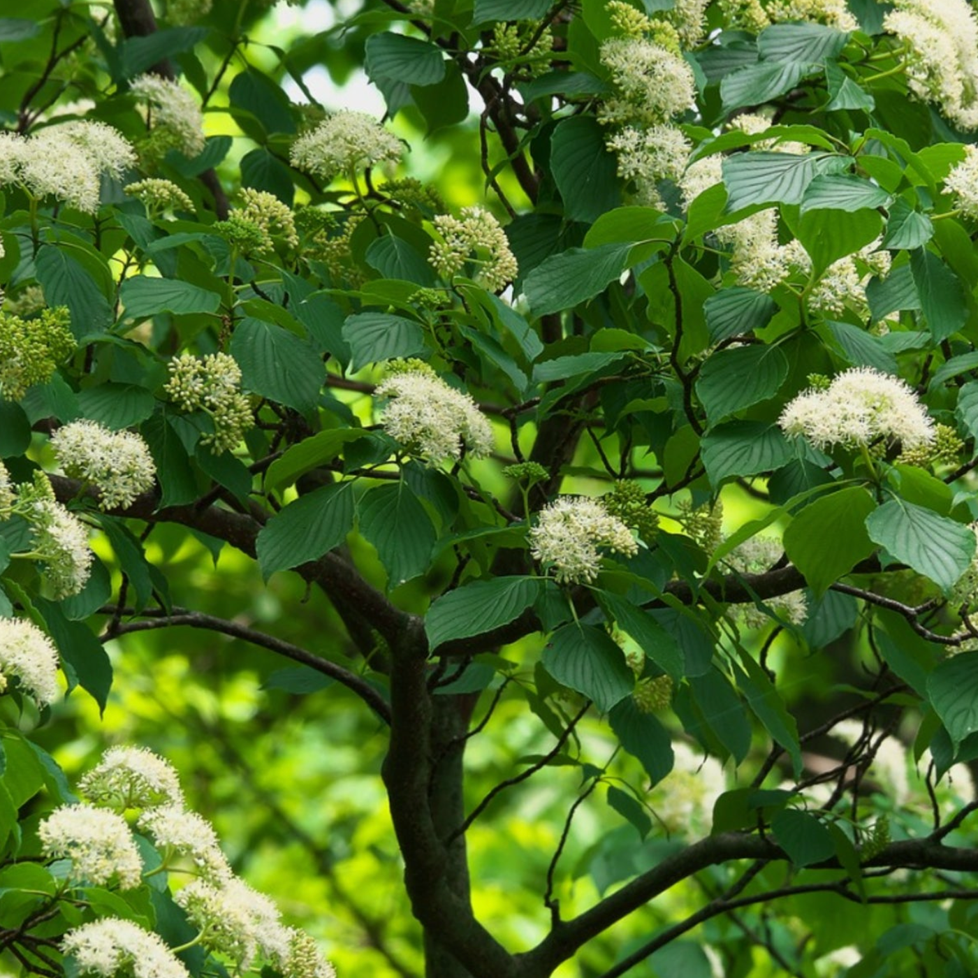 Pagoda Dogwood | Cornus alternifolia