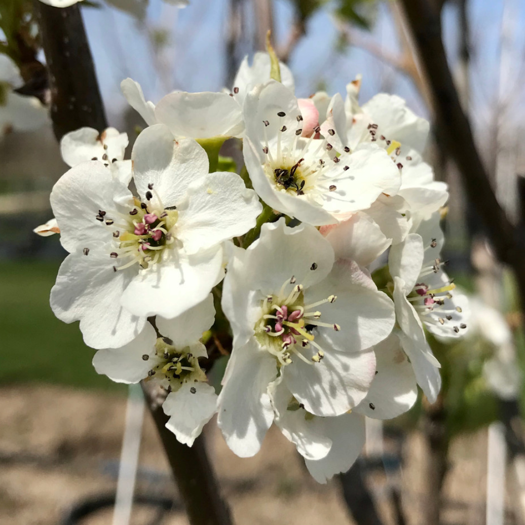 Aristocrat Pear | Pyrus calleryana 'Aristocrat'