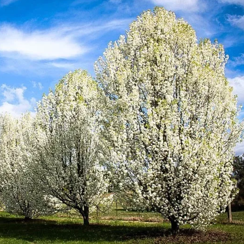 Aristocrat Pear | Pyrus calleryana 'Aristocrat'