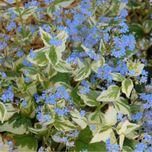 Varigated Siberian Bugloss | Brunnera macrophylla