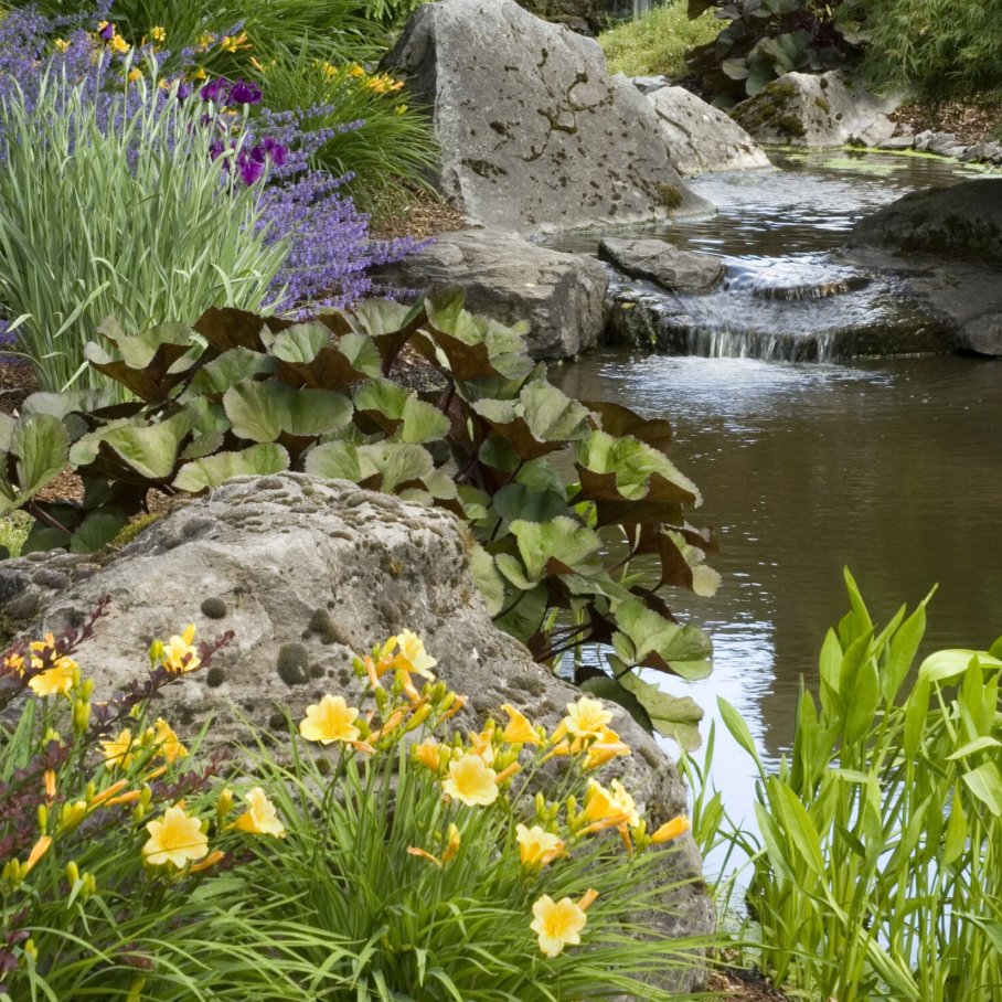 'Stella de Oro' Daylily | Hemerocallis Monrovia