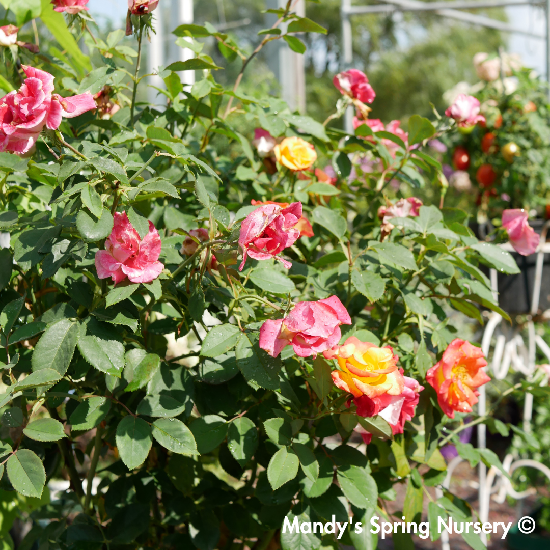 Sunset Horizon Floribunda Rose Tree-Form | Rosa