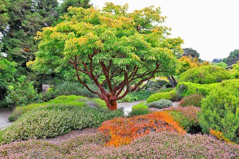 Paperbark Maple | Acer Griseum