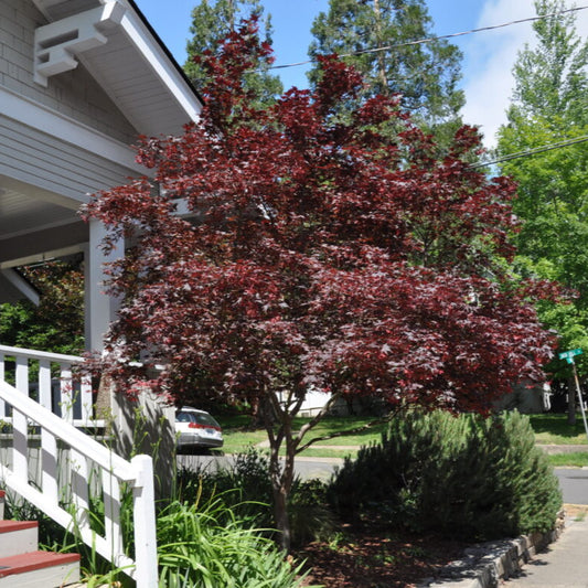 'Bloodgood' Japanese Maple | Acer Palmatum