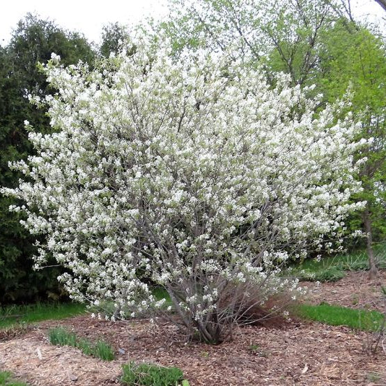 'Regent Saskatoon' Serviceberry | Amelanchier alnifolia 'Regent'
