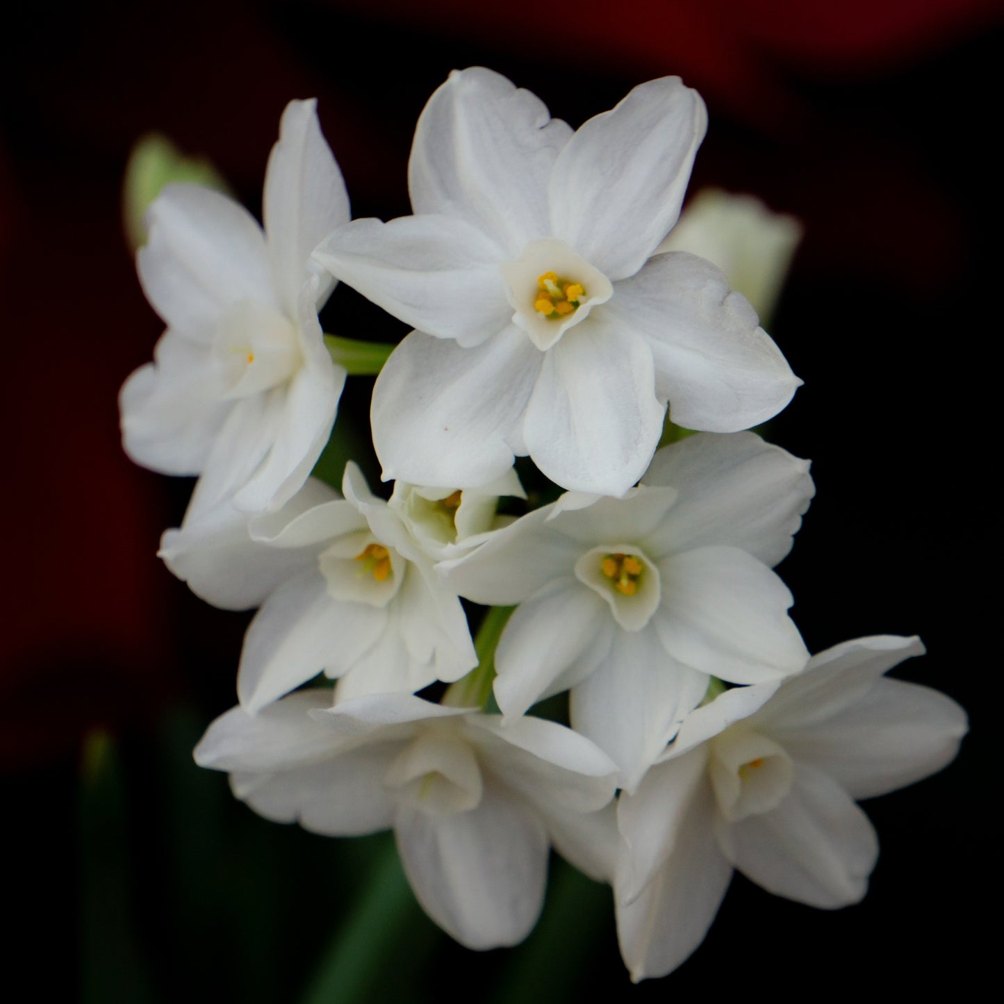 Narcissus Paperwhite Bulb