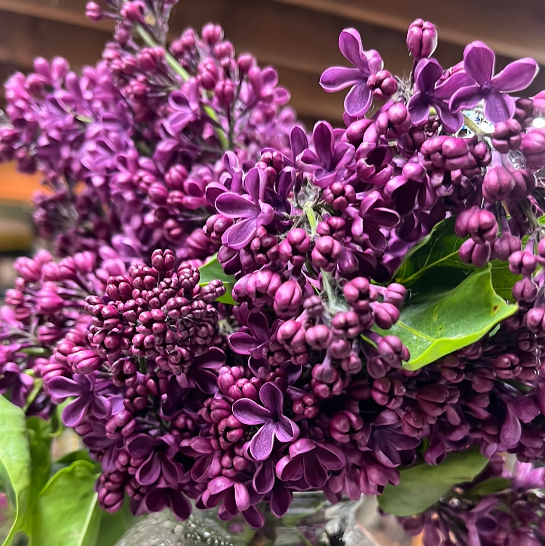 Sarah Sands Lilac | Syringa vulgaris