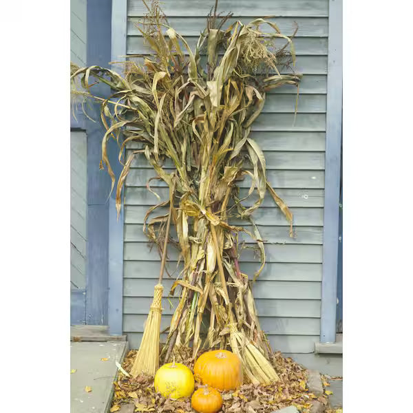 Corn Stalk Bundle