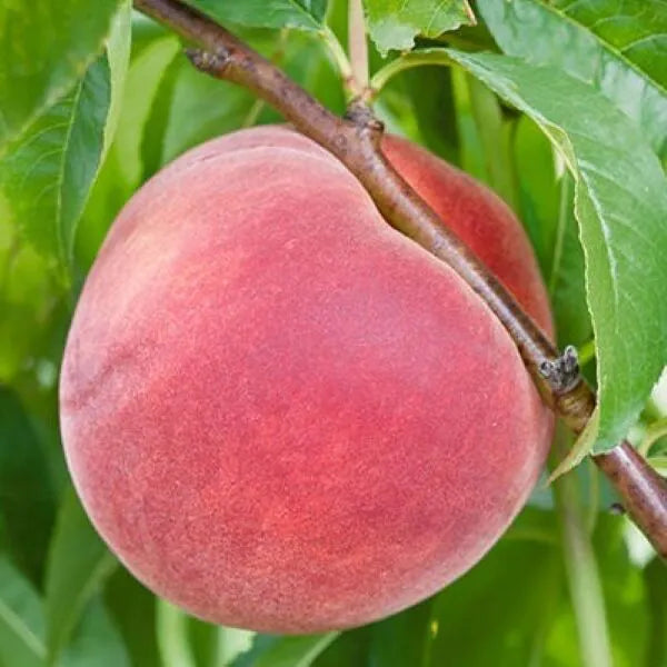 'Bailey Hardy' Peach | Prunus persica