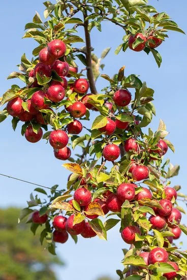 Kudos™ Apple | Malus 'Kudos'