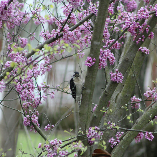 MN Strain Redbud Tree | Cercis canadensis