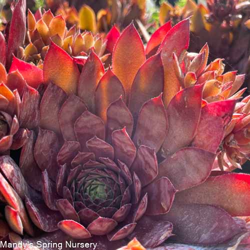 Assorted Hens & Chicks | Sempervivum