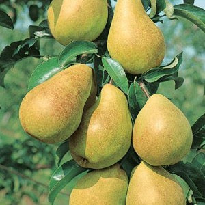 Luscious Pear | Pyrus communis