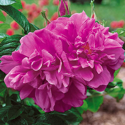 Hansa Rugosa Rose | Rosa