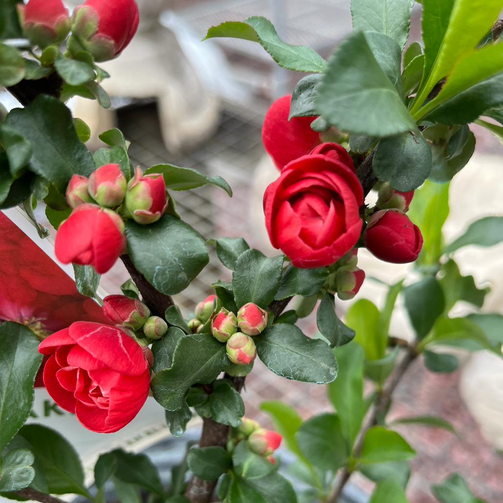'Double Take Scarlet' Flowering Quince | Chaenomeles speciosa