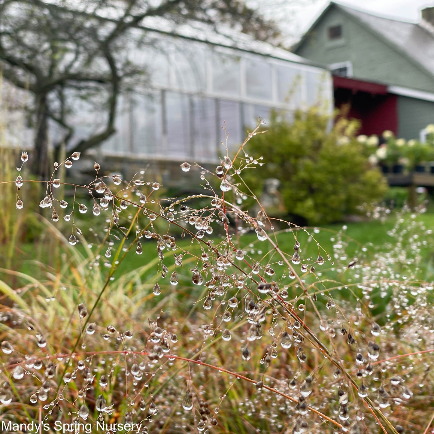 Prairie Dropseed Grass | sporobolus heterolepis