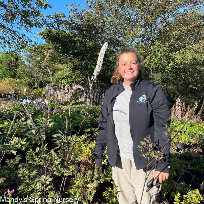 'Hillside Black Beauty' Bugbane | Actaea simplex