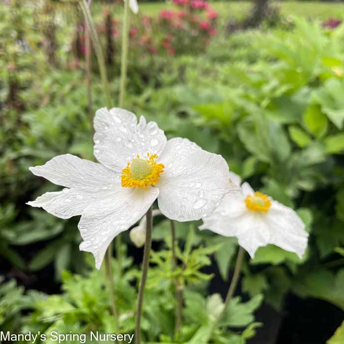 Honorine Jobert Japanese Anemone | Anemone