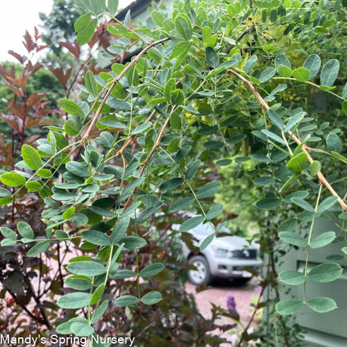 Weeping Caragana | Tree Caragana arborescens