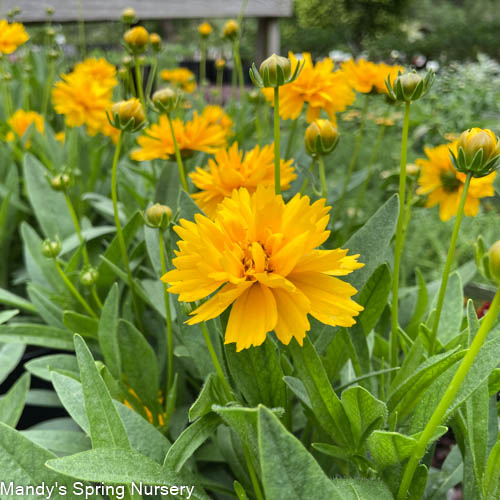 Early Sunrise Tickseed | Coreopsis grandiflora
