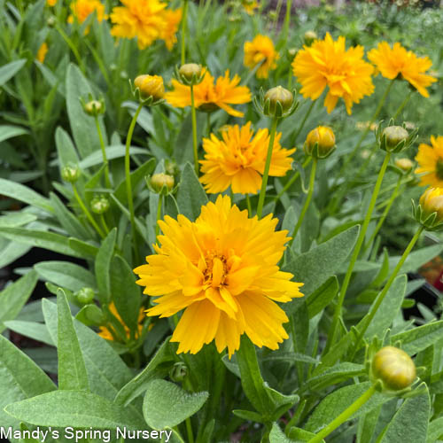 Early Sunrise Tickseed | Coreopsis grandiflora