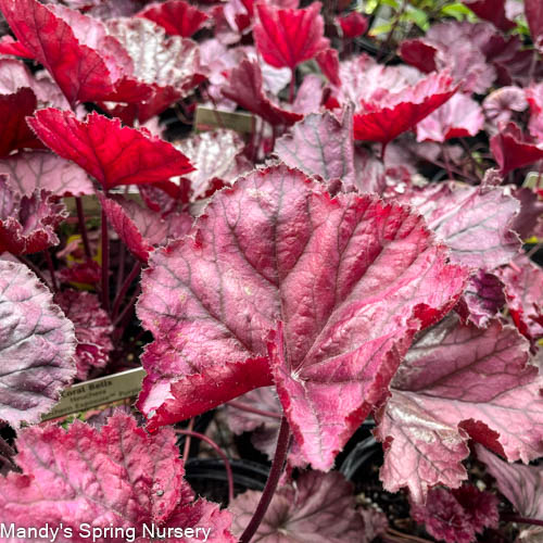 Northern Exposure Purple Coral Bells| Heuchera