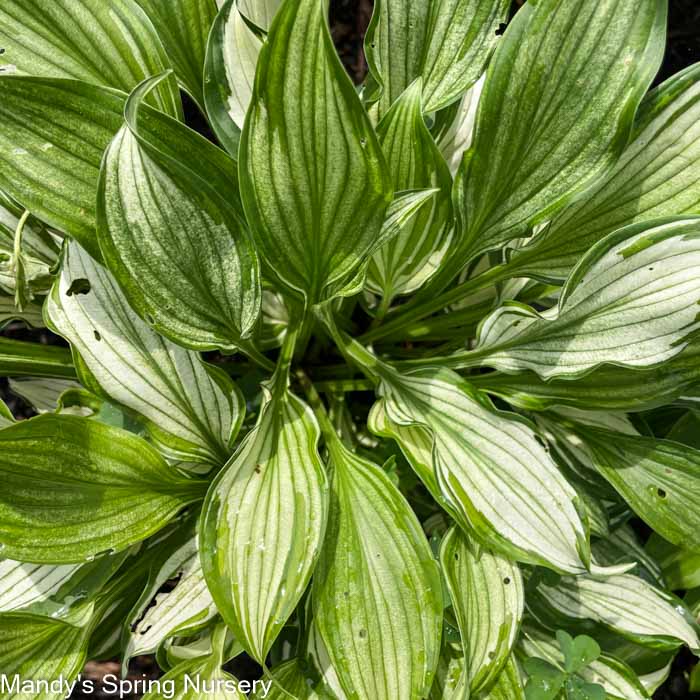 Hosta Variegata | Hosta undulata 'Variegata'