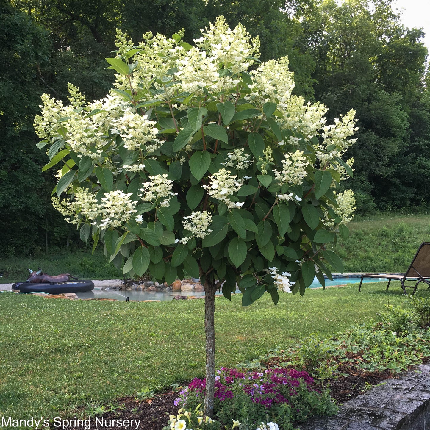 Quick Fire Hydrangea Tree | Hydrangea paniculata