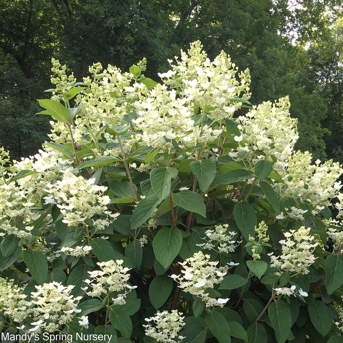 Quick Fire® Hydrangea | Hydrangea paniculata