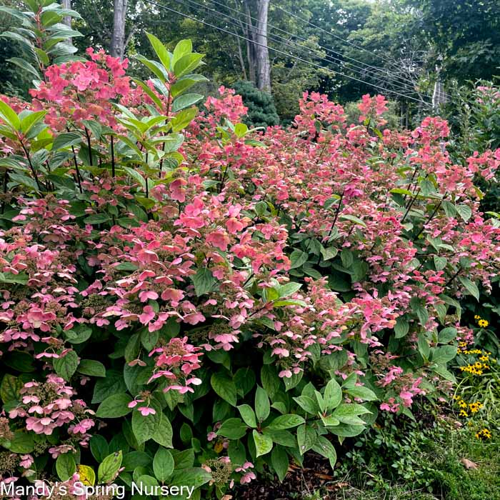 Quick Fire® Hydrangea | Hydrangea paniculata